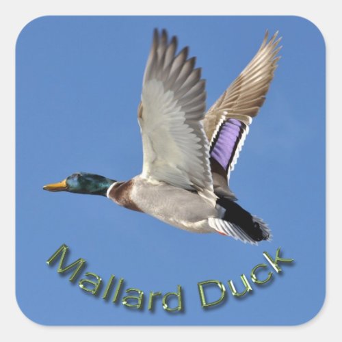 Flying Male Mallard Duck Drake Wildlife Sticker