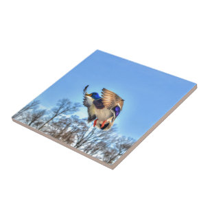 Flying Mallard Duck Drake Wildlife Photo Ceramic Tile