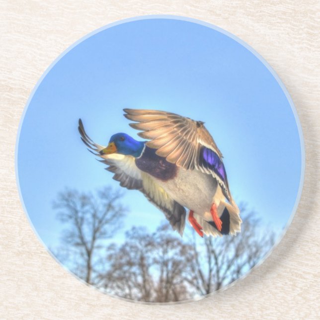 Flying Mallard Duck Drake Wildlife Photo Drink Coaster (Front)