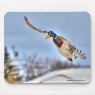 Flying Mallard Duck Drake Wildlife Photo Mouse Pad