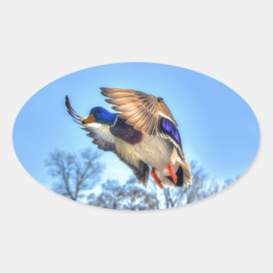 Flying Mallard Duck Drake Wildlife Photo Oval Sticker