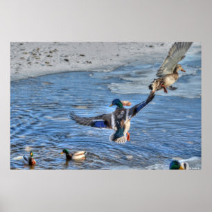 Flying Mallard Duck & Drake Wildlife Photo Poster