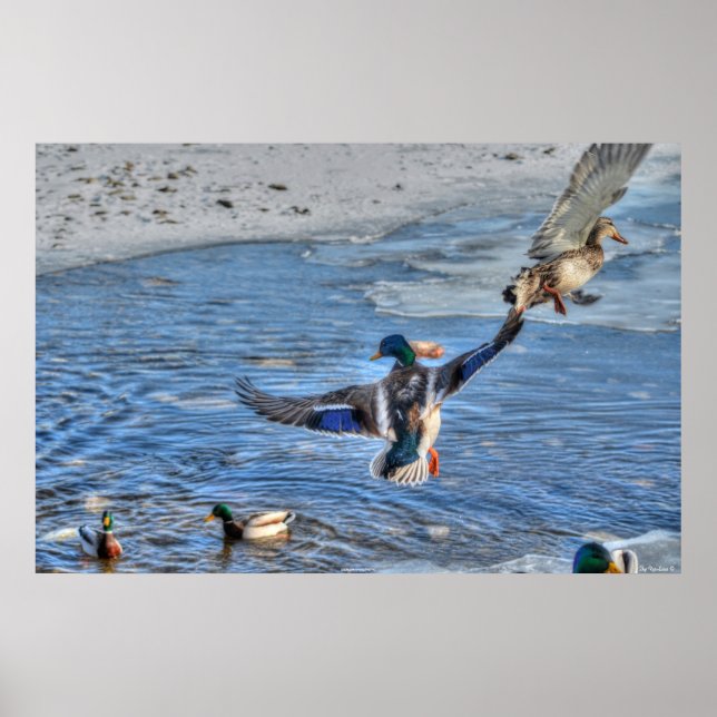 Flying Mallard Duck & Drake Wildlife Photo Poster (Front)