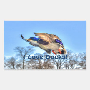Flying Mallard Duck Drake Wildlife Photo Rectangular Sticker