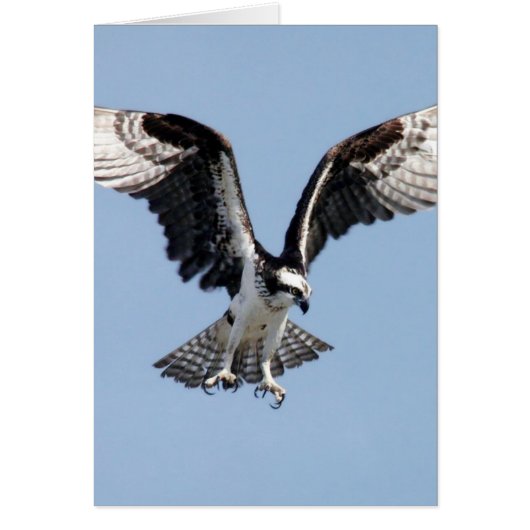 Flying Osprey Cards (Front)