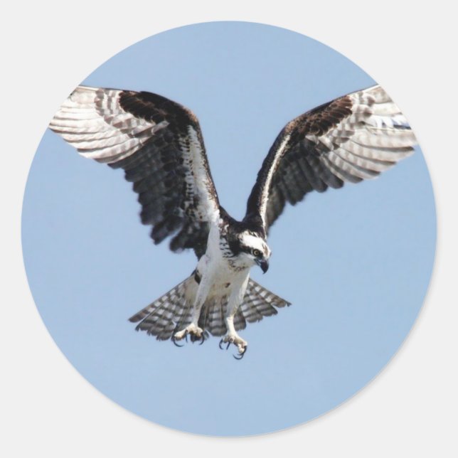 Flying Osprey Classic Round Sticker (Front)