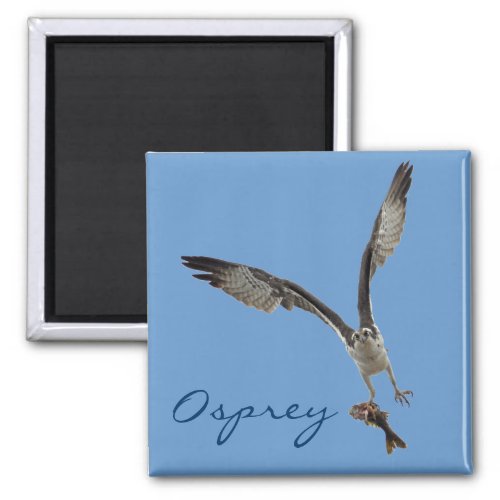 Flying Osprey  Fish 2 Wildlife Photography Magnet