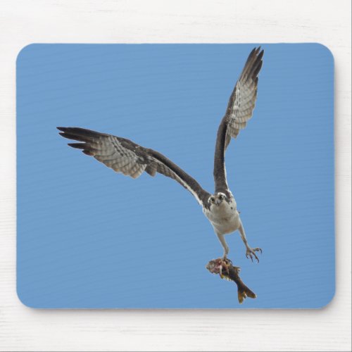 Flying Osprey  Fish 2 Wildlife Photography Mouse Pad