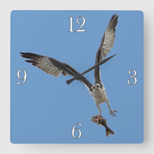 Flying Osprey  Fish 2 Wildlife Photography Square Wall Clock