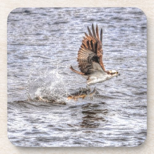 Flying Osprey  Fish HDR Wildlife Photo Gift Beverage Coaster