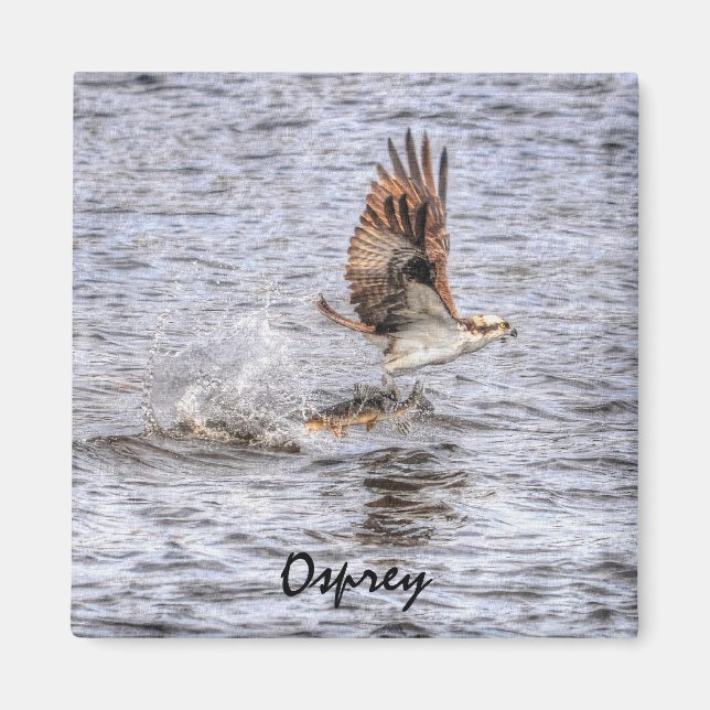 Flying Osprey & Fish HDR Wildlife Photo Gift Magnet (Front)