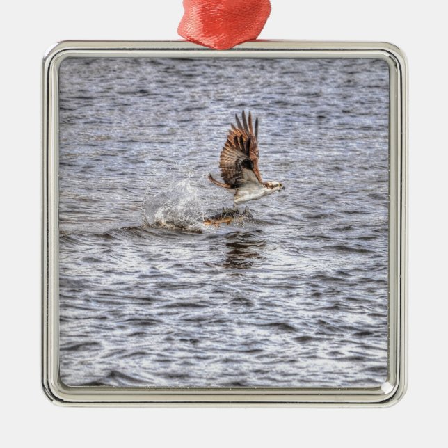 Flying Osprey & Fish HDR Wildlife Photo Gift Metal Ornament (Front)