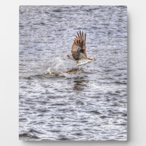 Flying Osprey  Fish HDR Wildlife Photo Gift Plaque