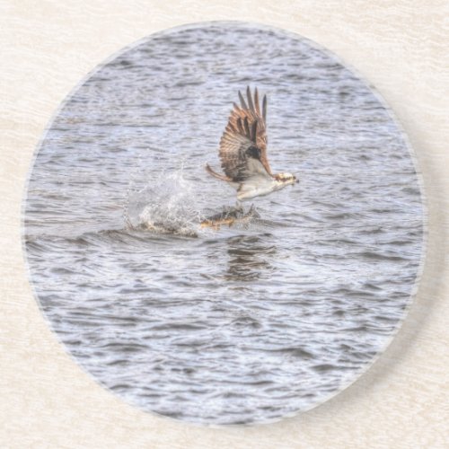 Flying Osprey  Fish HDR Wildlife Photo Gift Sandstone Coaster