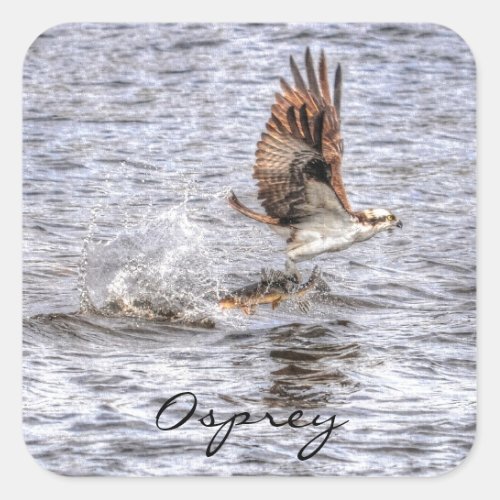 Flying Osprey  Fish HDR Wildlife Photo Gift Square Sticker