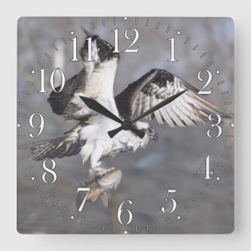 Flying Osprey  Fish Wildlife Photo Scene 2 Square Wall Clock