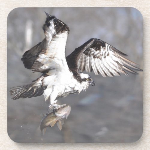 Flying Osprey  Fish Wildlife Photo Scene Coaster