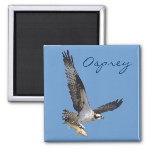 Flying Osprey  Fish Wildlife Photography Magnet