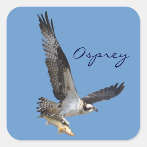 Flying Osprey  Fish Wildlife Photography Square Sticker