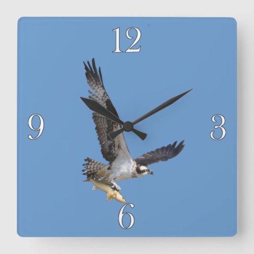 Flying Osprey  Fish Wildlife Photography Square Wall Clock