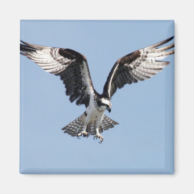 Flying Osprey Magnet