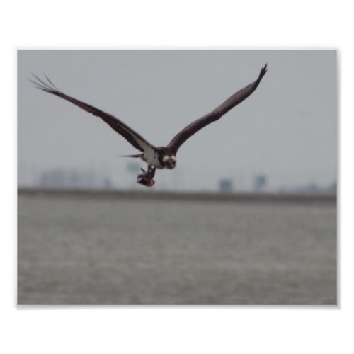 Flying Osprey Photo