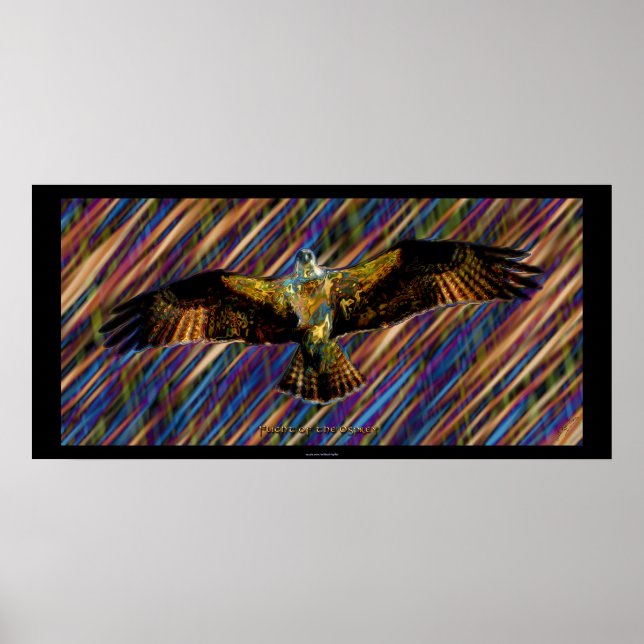 Flying OSPREY Raptor Modern Art Poster (Front)