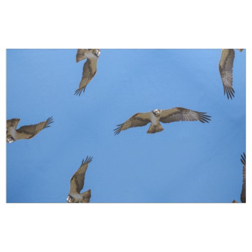 Flying osprey with a target in sight fabric