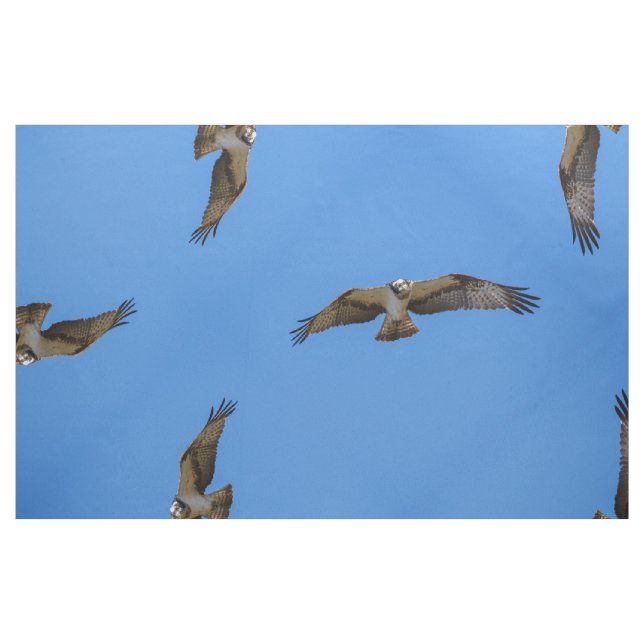 Flying osprey with a target in sight fabric (Fat Quarter)