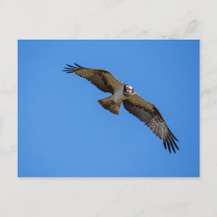 Flying osprey with a target in sight postcard