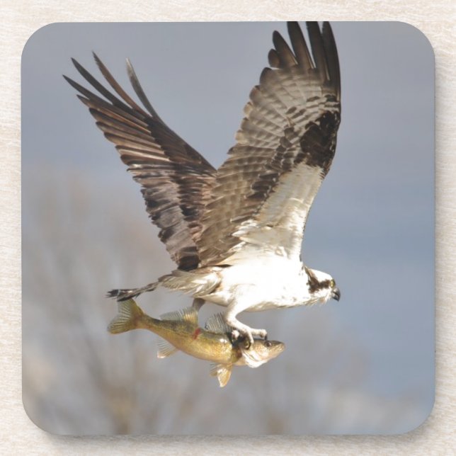 Flying Osprey with Walleye Fish HDR Photo Beverage Coaster (Front)