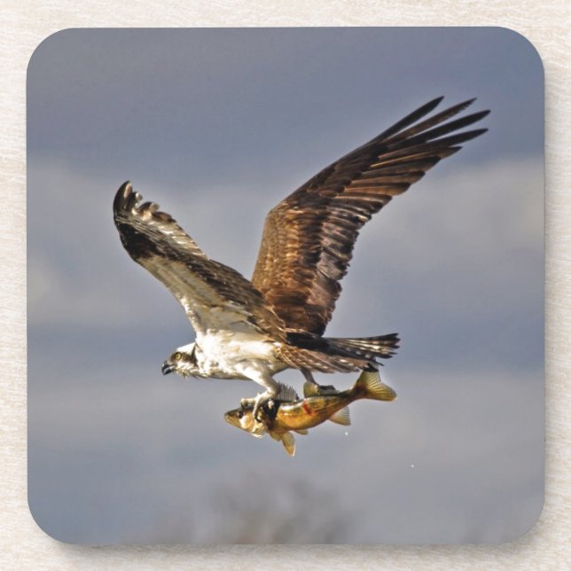Flying Osprey with Walleye Fish HDR Photo Drink Coaster (Front)