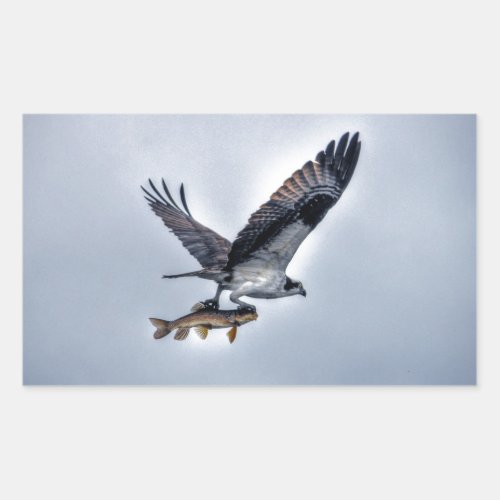Flying Osprey with Walleye Fishing HDR Photo Rectangular Sticker