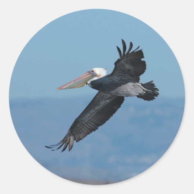 Flying Pelican 9 Sticker (Front)