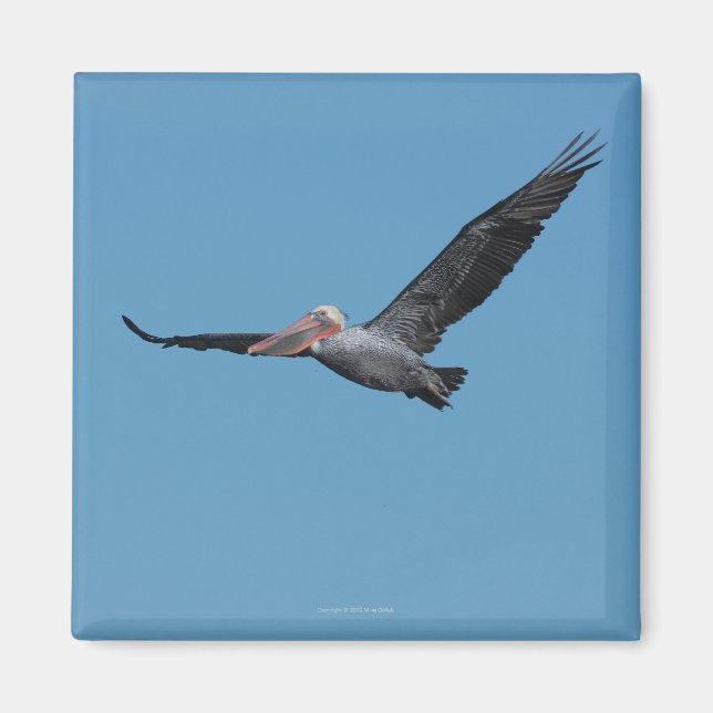 Flying Pelican Magnet 10 (Front)