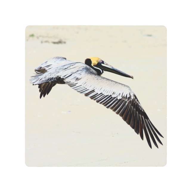 Flying Pelican Print on Metal Wall Art (Front)