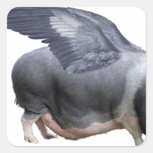 flying pig square sticker