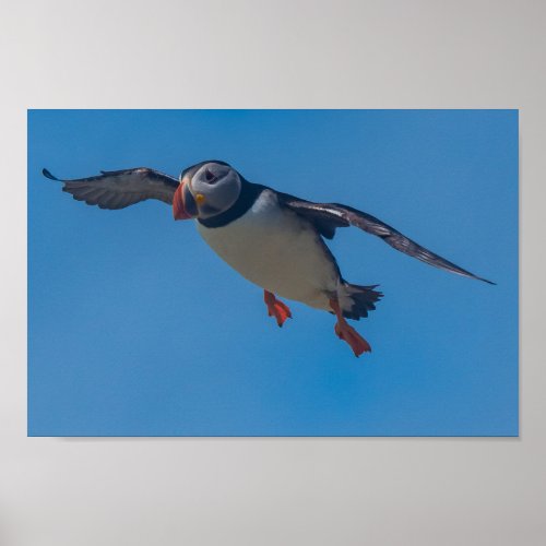 Flying Puffin Poster
