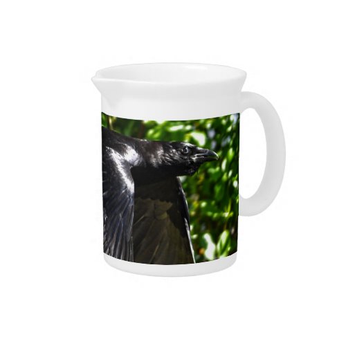 Flying Raven in Sunlight Wildlife Photo Beverage Pitcher