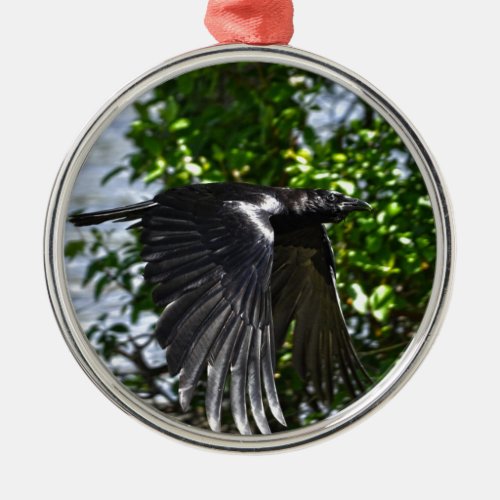 Flying Raven in Sunlight Wildlife Photo Metal Ornament