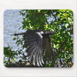 Flying Raven in Sunlight Wildlife Photo Mouse Pad