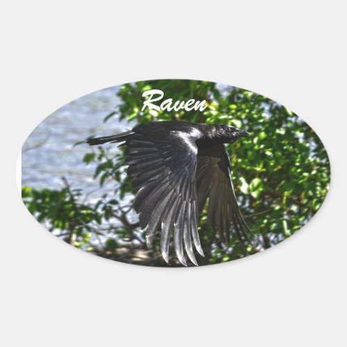 Flying Raven in Sunlight Wildlife Photo Oval Sticker