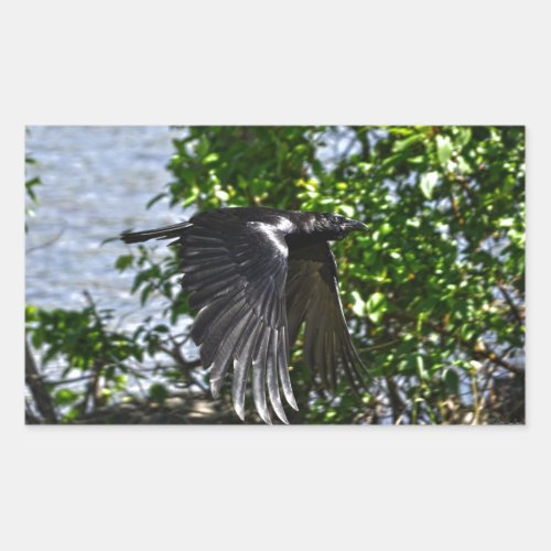 Flying Raven in Sunlight Wildlife Photo Rectangular Sticker