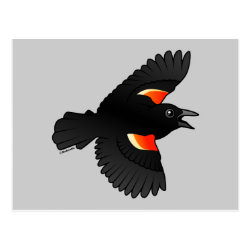 Flying Red-winged Blackbird Postcard