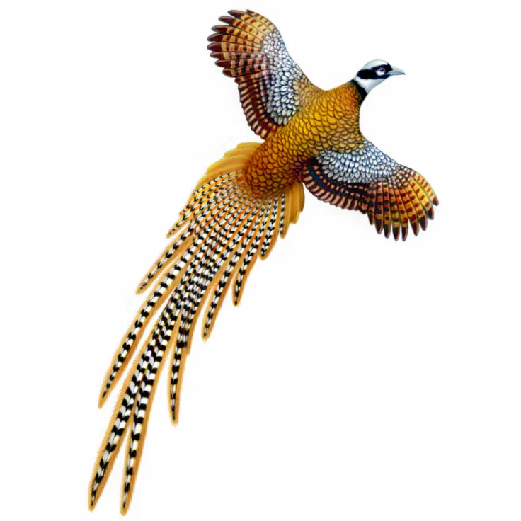 reeves pheasant