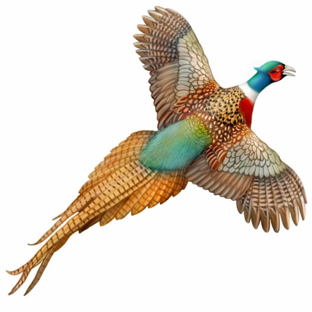 Flying Ringneck Pheasant Ornament (Front)