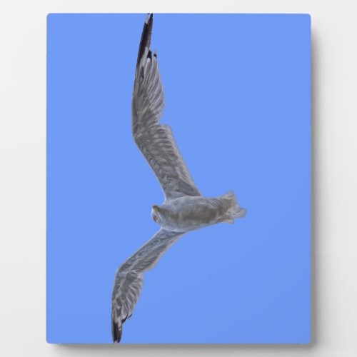 Flying Sea Gull  Clouds Plaque