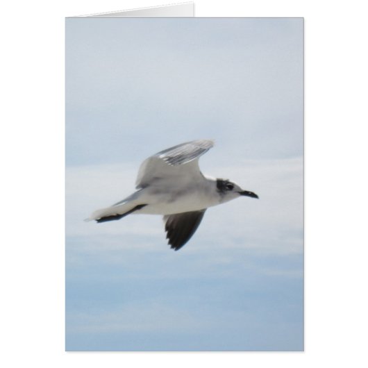 Flying Seagull Cards (Front)