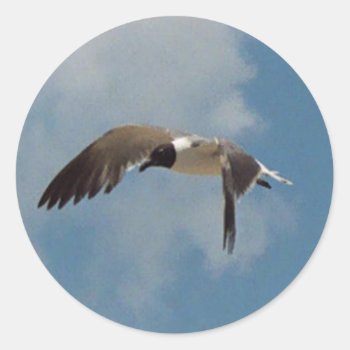 Flying Seagull Stickers by Captain_Panama at Zazzle