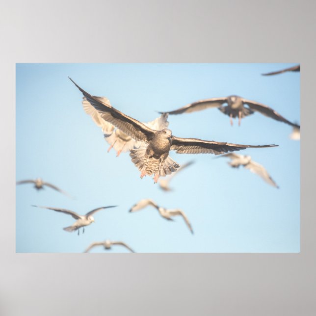 Flying Seagulls Nature Photo Poster (Front)